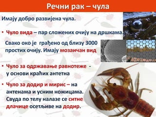 Речни рак – чула
Имају добро развијена чула.
• Чуло вида – пар сложених очију на дршкама.
• Чуло за одржавање равнотеже -
у основи краћих антетна
Свако око је грађено од близу 3000
простих очију. Имају мозаичан вид
• Чуло за додир и мирис – на
антенама и усним ножицама.
Свуда по телу налазе се ситне
длачице осетљиве на додир.
 