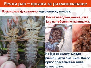 Речни рак – органи за размножавање
Размножавају се полно, одвојених су полова.
мужјак
женка
После оплодње женка чува
јаја на трбушним ножицама.
Из јаја се излегу млади
рачићи, дуги око 9мм. После
првог пресвлачења живе
самостално.
 
