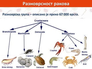 Разноврсност ракова
Разноврсна група – описано је преко 67 000 врста.
 