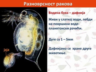 Разноврсност ракова
Водена бува – дафнија
Живи у слаткој води, лебди
на површини воде-
планктонски рачићи.
Дафнијама се хране друге
животиње.
Дуге су 1 – 5мм
јаја
 
