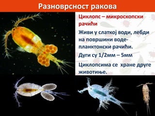 Разноврсност ракова
Циклопс – микроскопски
рачићи
Живи у слаткој води, лебди
на површини воде-
планктонски рачићи.
Циклопсима се хране друге
животиње.
Дуги су 1/2мм – 5мм
 