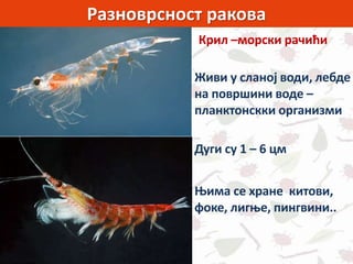 Разноврсност ракова
Крил –морски рачићи
Живи у сланој води, лебде
на површини воде –
планктонскки организми
Њима се хране китови,
фоке, лигње, пингвини..
Дуги су 1 – 6 цм
 