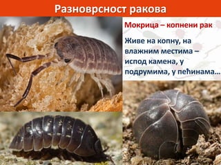 Разноврсност ракова
Мокрица – копнени рак
Живе на копну, на
влажним местима –
испод камена, у
подрумима, у пећинама…
 