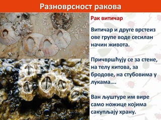 Разноврсност ракова
Рак витичар
Витичар и друге врстеиз
ове групе воде сесилан
начин живота.
Причвршћују се за стене,
на телу китова, за
бродове, на стубовима у
лукама….
Ван љуштуре им вире
само ножице којима
сакупљају храну.
 