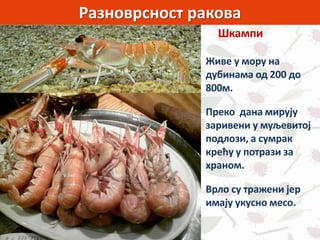 Разноврсност ракова
Шкампи
Живе у мору на
дубинама од 200 до
800м.
Преко дана мирују
заривени у муљевитој
подлози, а сумрак
крећу у потрази за
храном.
Врло су тражени јер
имају укусно месо.
 