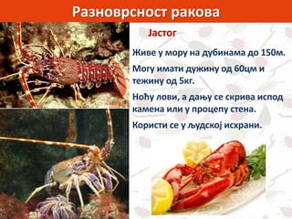 Разноврсност ракова
Јастог
Живе у мору на дубинама до 150м.
Могу имати дужину од 60цм и
тежину од 5кг.
Ноћу лови, а дању се скрива испод
камена или у процепу стена.
Користи се у људској исхрани.
 