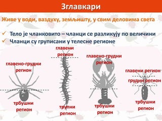 Зглавкари
Живе у води, ваздуху, земљишту, у свим деловима света
 Тело је чланковито – чланци се разликују по величини
 Чланци су груписани у телесне регионе
главено-грудни
регион
трбушни
регион
трбушни
регион
главено-грудни
регион
главени
регион
трупни
регион
трбушни
регион
грудни регион
главени регион
 