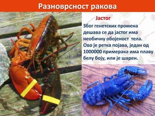 Разноврсност ракова
Јастог
Због генетских промена
дешава се да јастог има
необичну обојеност тела.
Ово је ретка појава, један од
1000000 примерака има плаву
белу боју, или је шарен.
 