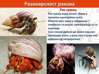 Разноврсност ракова
Рак самац
Рак самац нема оклоп. Живи у
празним љуштурама пужа.
Морске сасе живе у заједници –
симбиози са раком, причвршћују се са
љуштуру.
Сасе лакше долази до хране кад рак
прождире плен, а раку саса служи као
одбрана од непријатеља
 
