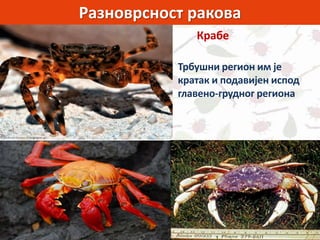 Разноврсност ракова
Крабе
Трбушни регион им је
кратак и подавијен испод
главено-грудног региона
 