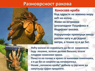 Разноврсност ракова
Кокосова краба
Кад одрасте не живина мору
већ на копну.
Живи на острвима
југозападног Пацифика и
Индијског океана.
Најкрупнији примерци имају
распон ногу и до једног
метра, а тешке су и до 5кг.
Ноћу излазе из скровишта да би се нахраниле.
Једу лешине, зелене делове биљака, опале
плодове кокосовог ораха.
Пењу се на палме и хране се њиховим семенкама,
а и да би се сакриле од непријатеља.
Назив „лоповска краба“ добиле су јер воле да
сакупљају сјајне предмете.
 