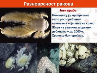 Разноврсност ракова
Јети краба
Ножице су јој прекривене
густо распоређеним
чекињама које личе на крзно.
Живе на великим морским
дубинама – до 2000м.
Хране се бактеријама.
 