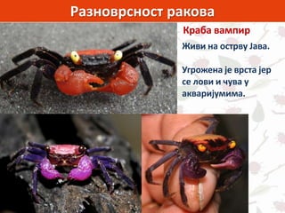 Разноврсност ракова
Краба вампир
Живи на острву Јава.
Угрожена је врста јер
се лови и чува у
акваријумима.
 