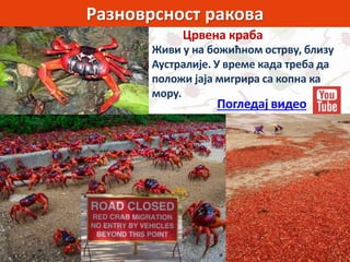 Разноврсност ракова
Црвена краба
Живи у на божићном острву, близу
Аустралије. У време када треба да
положи јаја мигрира са копна ка
мору.
Погледај видео
 