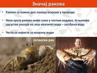 Значај ракова
• Ракови су важни део ланаца исхране у природи
• Неке врсте ракова живе само у чистим водама, те њихово
одсуство указује на лош квалитет воде – загађена вода
• Често се користе за исхрану људи
Јапански рак
 