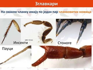 Зглавкари
На сваком чланку имају по један пар чланковитих ножица
Рак
СтоногеИнсекти
Пауци
 