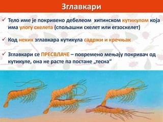 Зглавкари
 Тело име је покривено дебелеом хитинском кутикулом која
има улогу скелета (спољашни скелет или егзоскелет)
 Код неких зглавкара кутикула садржи и кречњак
 Зглавкари се ПРЕСВЛАЧЕ – повремено мењају покривач од
кутикуле, она не расте па постане „тесна“
 