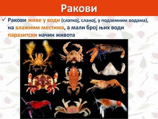 Ракови
 Ракови живе у води (слаткој, сланој, у подземним водама),
на влажним местима, а мали број њих води
паразитски начин живота
 