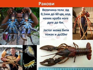 Ракови
Величина тела од
0,1мм до 60 цм, код
неких краба ноге
дуге до 4м.
Јастог може бити
тежак и до20кг
 