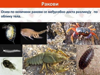 Ракови
Осим по величини ракови се међусобно доста разликују по
облику тела.
 