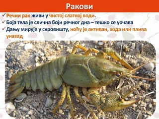 Ракови
Речни рак живи у чистој слаткој води.
Боја тела је слична боји речног дна – тешко се уочава
Дању мирује у скровишту, ноћу је активан, хода или плива
уназад
 