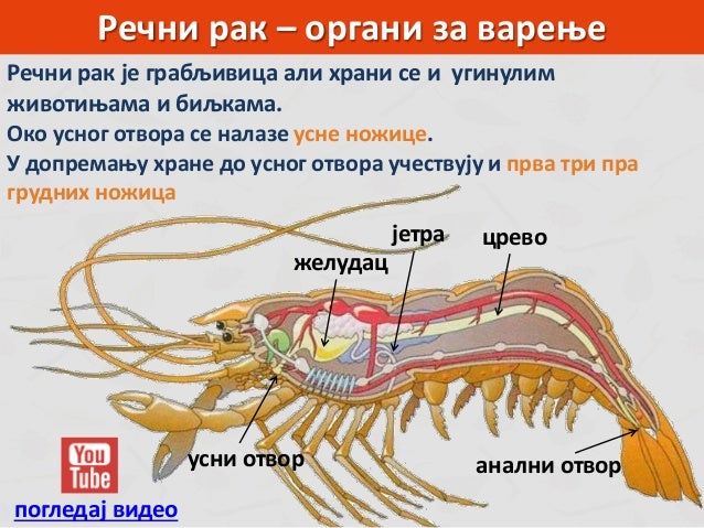 Zglavkari - rakovi