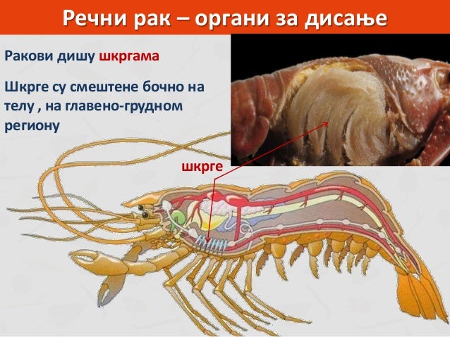 Zglavkari - rakovi