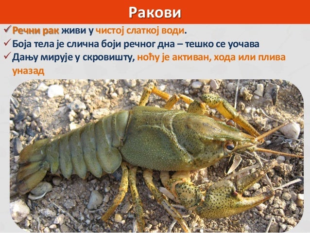 Zglavkari - rakovi
