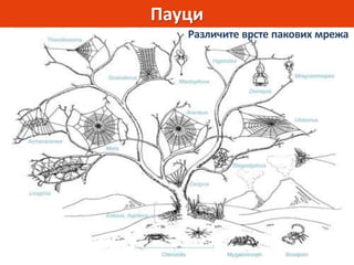 Пауци
Различите врсте пакових мрежа
 
