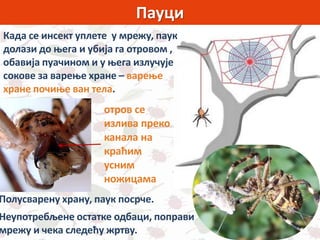Пауци
Када се инсект уплете у мрежу, паук
долази до њега и убија га отровом ,
обавија пуачином и у њега излучује
сокове за варење хране – варење
хране почиње ван тела.
Полусварену храну, паук посрче.
Неупотребљене остатке одбаци, поправи
мрежу и чека следећу жртву.
отров се
излива преко
канала на
краћим
усним
ножицама
 