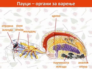 Пауци – органи за варење
усни
отворжелудац
отровна
жлезда
црево
анални
отвор
паучинаста
жлезда
 