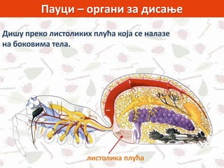 Пауци – органи за дисање
листолика плућа
Дишу преко листоликих плућа која се налазе
на боковима тела.
 