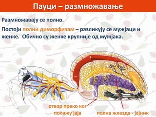 Пауци – размножавање
полна жлезда - јајник
Размножавају се полно.
Постоји полни диморфизам – разликују се мужјаци и
женке. Обично су женке крупније од мужјака.
отвор преко ког
полажу јаја
 