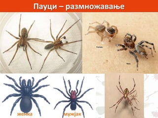 Пауци – размножавање
мужјакженка
 
