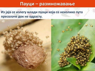 Пауци – размножавање
Из јаја се излегу млади пуаци који се неколико пута
пресвлаче док не одрасту.
 