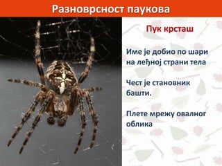 Разноврсност паукова
Пук крсташ
Име је добио по шари
на леђној страни тела
Чест је становник
башти.
Плете мрежу овалног
облика
 