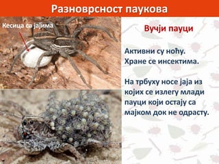 Разноврсност паукова
Вучји пауци
Активни су ноћу.
Хране се инсектима.
На трбуху носе јаја из
којих се излегу млади
пауци који остају са
мајком док не одрасту.
Кесица са јајима
 