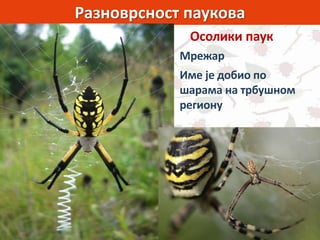 Разноврсност паукова
Осолики паук
Мрежар
Име је добио по
шарама на трбушном
региону
 