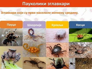Косци
Пауколики зглавкари
Пауци Шкорпије Крпељи
Зглавкари који су први населили копнену средину.
 
