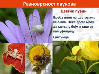 Разноврсност паукова
Цветни пуаци
Вреба плен на цветовима
биљака. Неке врсте могу
да мењају боју и тако се
камуфлирају.
Скитнице
 