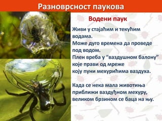 Разноврсност паукова
Живи у стајаћим и текућим
водама.
Може дуго времена да проведе
под водом.
Плен вреба у “ваздушном балону”
које прави од мреже
коју пуни мехурићима ваздуха.
Када се нека мала животиња
приближи ваздуђном мехуру,
великом брзином се баца на њу.
Водени паук
 