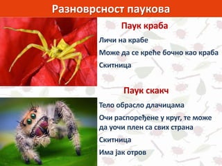 Разноврсност паукова
Личи на крабе
Може да се креће бочно као краба
Скитница
Паук краба
Паук скакч
Тело обрасло длачицама
Очи распоређене у круг, те може
да уочи плен са свих страна
Скитница
Има јак отров
 