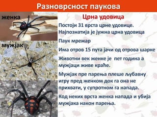 Разноврсност паукова
Постоји 31 врста црне удовице.
Најпознатија је јужна црна удовица
Паук мрежар
Има отров 15 пута јачи од отрова шарке
Животни век женке је пет година а
мужјаци живе краће.
Мужјак пре парења плеше љубавну
игру пред женком док га она не
прихвати, у супротном га напада.
Код неких врста женка напада и убија
мужјака након парења.
Црна удовицаженка
мужјак
 
