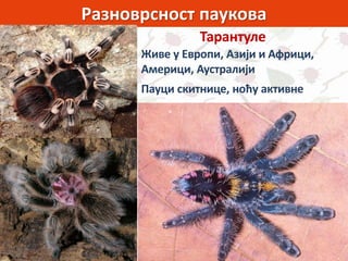Разноврсност паукова
Живе у Европи, Азији и Африци,
Америци, Аустралији
Пауци скитнице, ноћу активне
Тарантуле
 