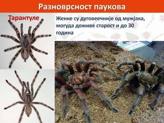 Разноврсност паукова
Женке су дуговеечније од мужјака,
могуда доживе старост и до 30
година
Тарантуле
 