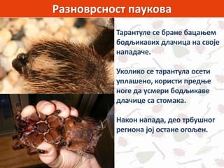 Разноврсност паукова
Тарантуле се бране бацањем
бодљикавих длачица на своје
нападаче.
Уколико се тарантула осети
уплашено, користи предње
ноге да усмери бодљикаве
длачице са стомака.
Након напада, део трбушног
региона јој остане огољен.
 
