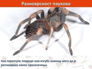 Разноврсност паукова
Ако тарантуле повреде или изгубе ножицу могу да је
регенеришу након пресвлачења.
 