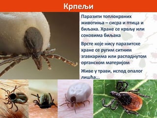 Крпељи
Паразити топлокрвних
животиња – сисра и птица и
биљака. Хране се крвљу или
соковима биљака
Врсте које нису паразитске
хране се ругим ситним
згавкарима или распаднутом
органском материјом
Живе у трави, испод опалог
лишћа...
 