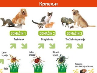 Крпељи
 