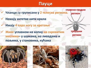 Пауци
главено-грудни
регион
трбушни
регион
 Чланци су груписани у 2 телесна региона.
 Немају антетне нити крила
 Имају 4 пара ногу за кретање
 Живе углавном на копну на скровитим
местима– у шумама, на ливадама и
пољима, у становима, кућама
 